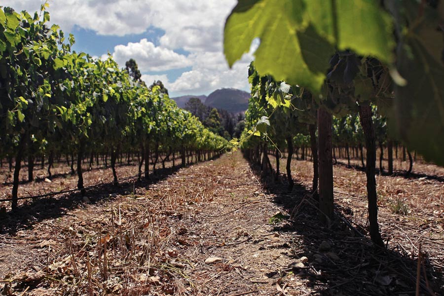 The vines at Stony Brook